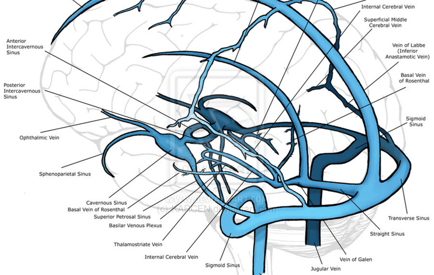 Normal-Anatomy-of-the-cerebral-venous-system
