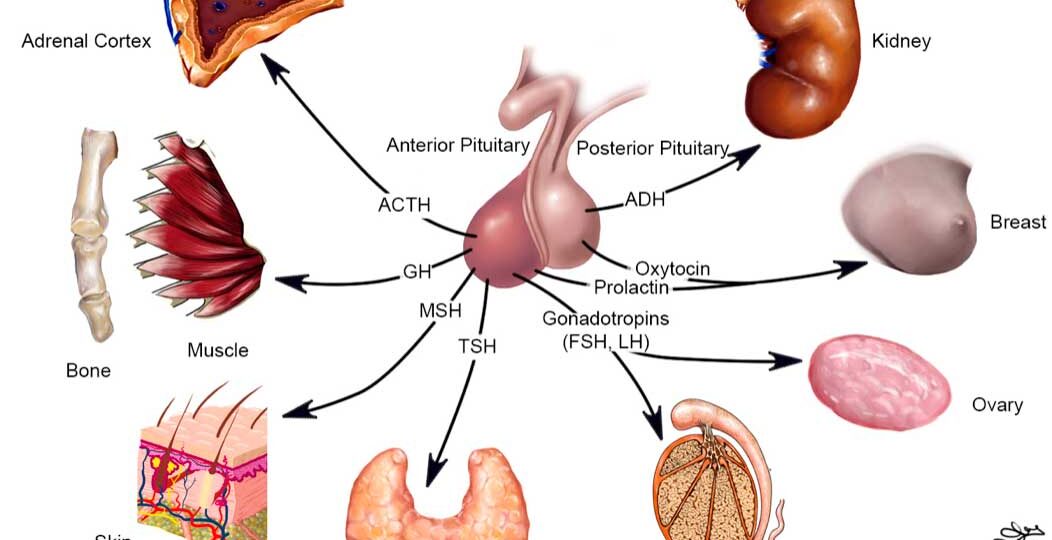 tumor-adenoma-de-hipofise-tratamentos